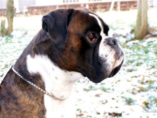 Duke vom Engelshof