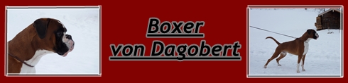 Boxer von Dagobert